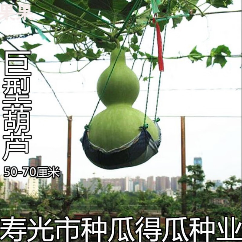 2019新种鹤首葫芦 手捻葫芦种子文玩大酒巨型大葫芦种籽 蔬菜种子花