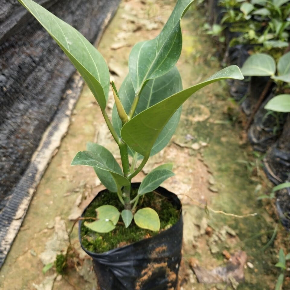 花姬正宗高山榕树苗大叶榕苗大青树马榕富贵庭院绿化常绿地栽植物