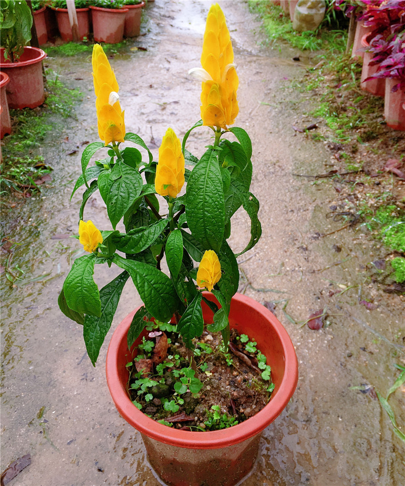 黄金宝塔花盆栽金苞花黄虾花卉黄金塔花苗四季开花不断观赏绿植物黄金