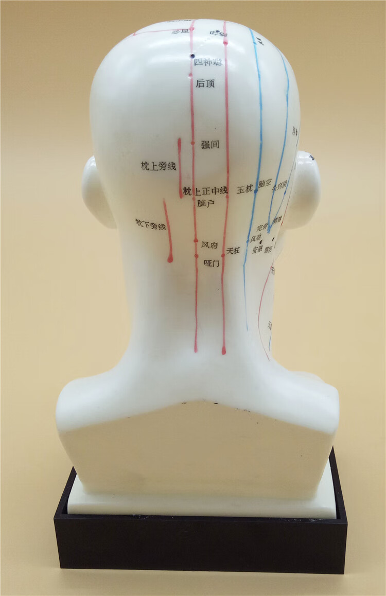 清晰头部穴位模型针灸刻字大头颈部中医教学器械面部按摩按压丰帆30