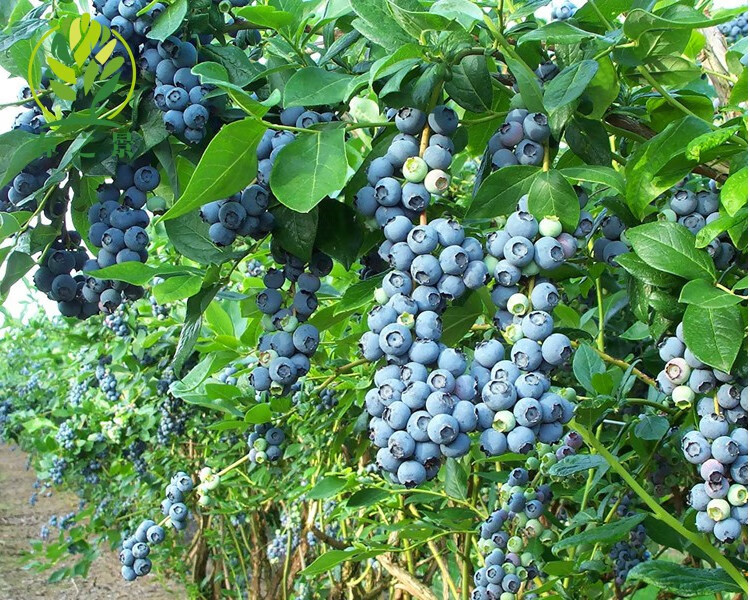 蓝莓苗蓝莓树苗盆栽地栽蓝梅树当年结果奥尼尔蓝莓果.