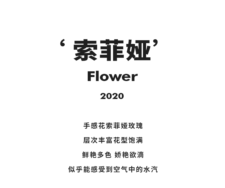 2022新款南十字星仿真花南十字星轻奢手感保湿仿真花索菲娅玫瑰花餐桌