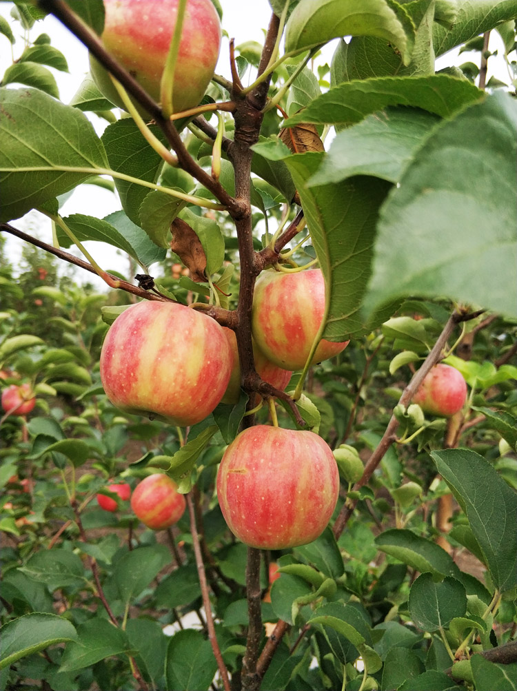 新鲜东北123小苹果 辽宁沙果海棠小沙果 2斤