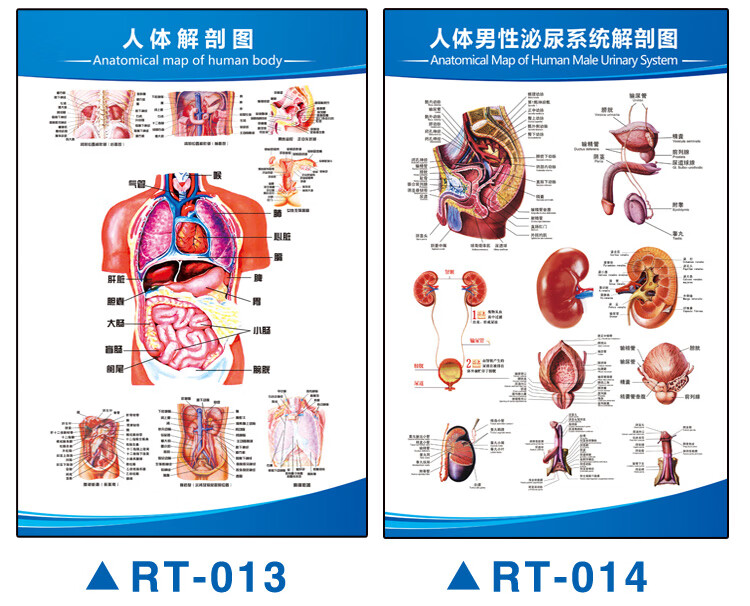 人体医学解剖挂图内脏器官心脏结构消化挂图内脏骨骼肌肉海报全身器官