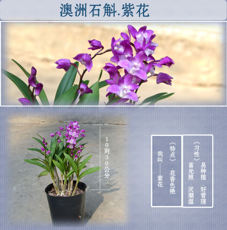 精品正宗澳洲香水石斛兰花苗冬带花苞浓香花苞室内绿植盆栽花卉 澳洲