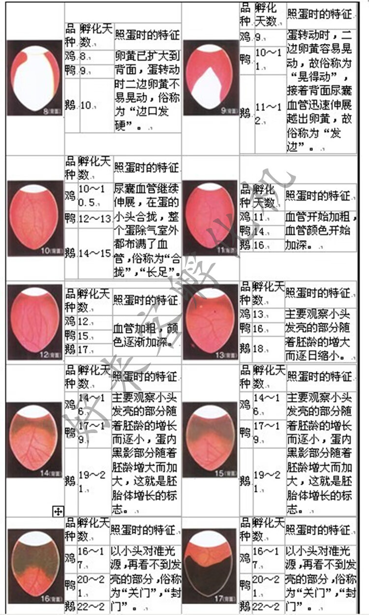 照蛋灯全自动led照蛋器验蛋器冷光可充电强光照蛋器检验孵化专用 充电