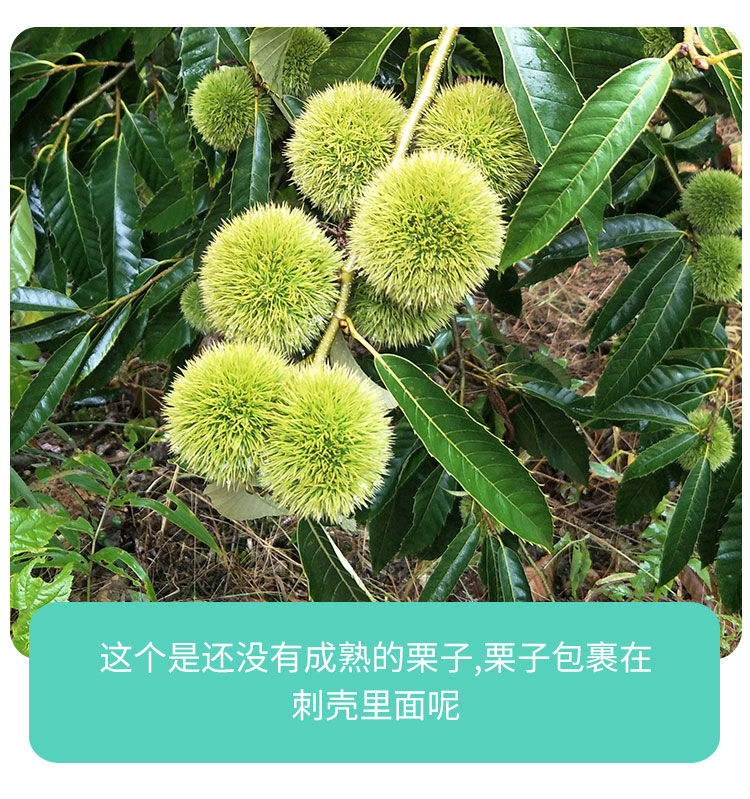 鲜锥子板栗生新鲜福建农家土特产野生现摘建瓯锥栗大果大果净重3斤
