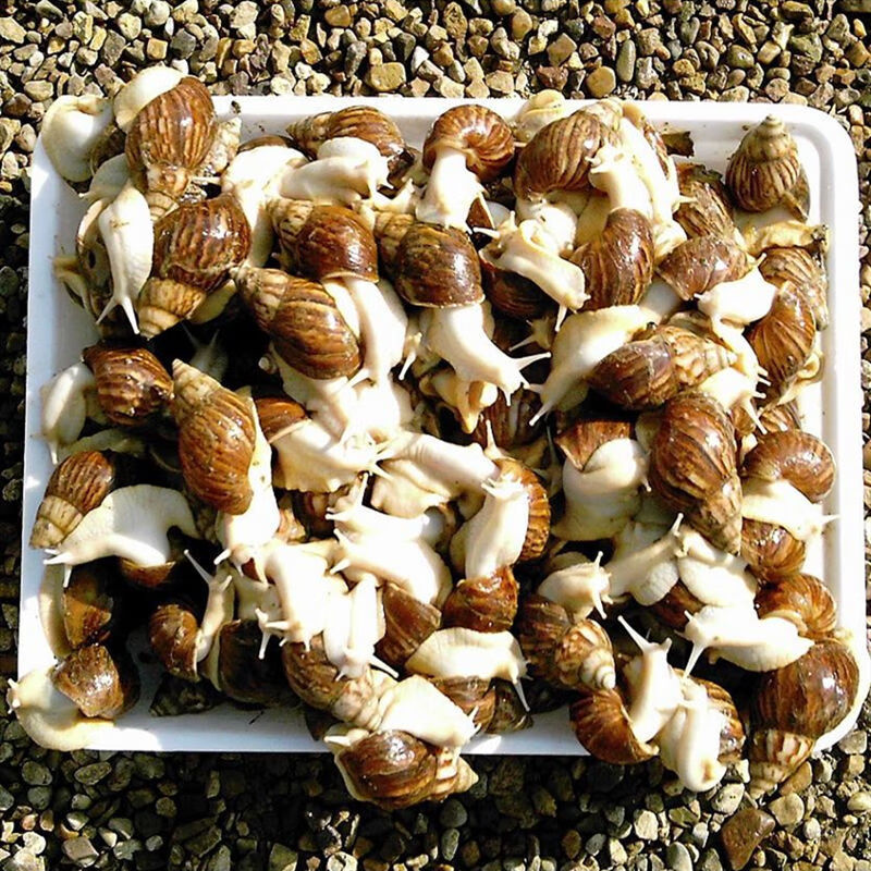 白玉蜗牛活幼体观赏宠物饲料饲养盒殖可食用下蛋科学实验教学套餐白玉