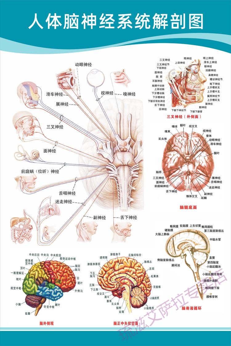 医院科室挂图 医院科室头部脑神经人体解剖结构示意图