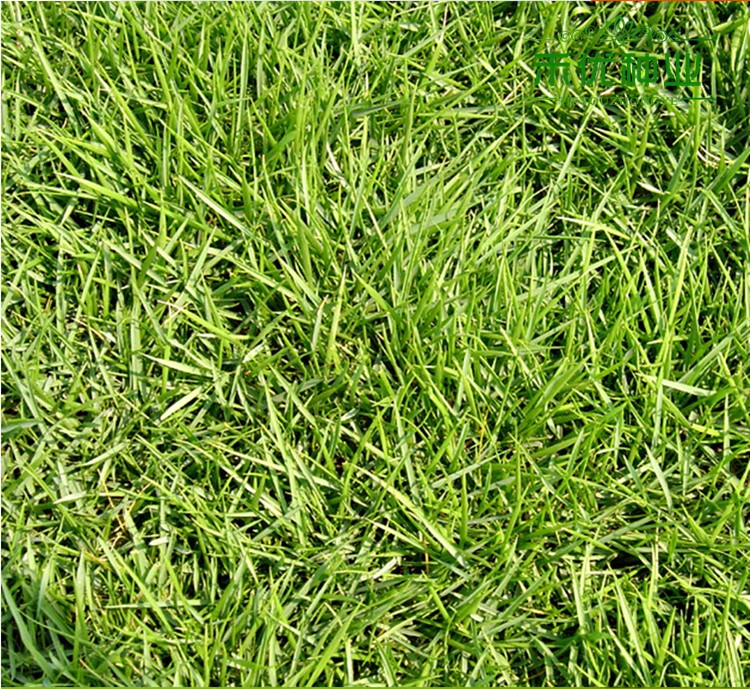 地毯草草坪种子剪股颖匍匐型天鹅绒剪股颖高尔夫球场景区草坪种子停车