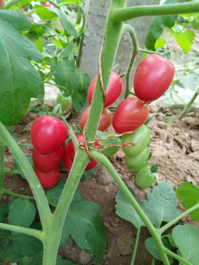 千禧番茄苗圣女果苗农友高产抗病春播蔬菜水果种子西红柿苗千禧圣女果