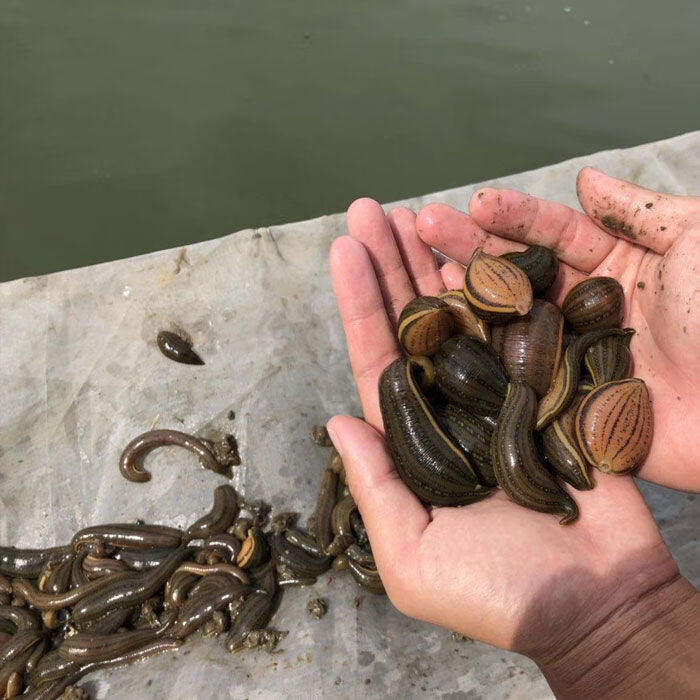 水蛭活体 宽体金线水蛭 蚂蝗 鲜活水蛭蚂蟥医用水蛭包活 精选100克