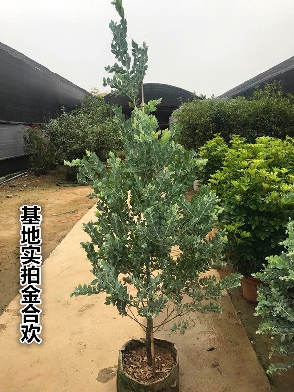 银叶金合欢 庭院观叶植物 叶子色泽形似尤加利珍珠相思树圆叶植物
