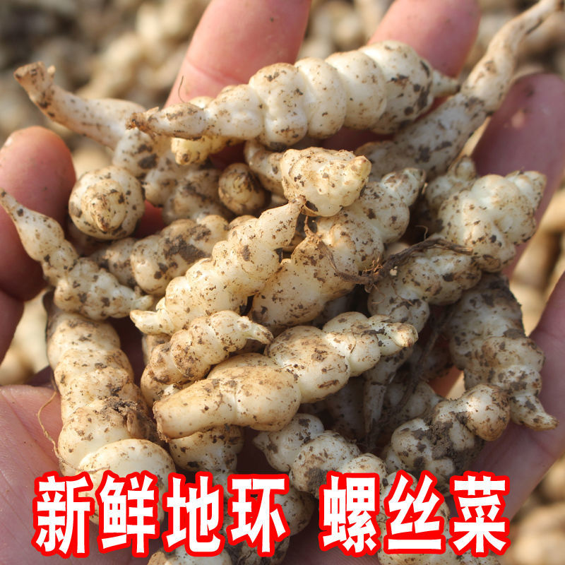 玉环甘露种子地溜葫芦农家应季蔬菜现挖现发净重3斤地环可吃可种植