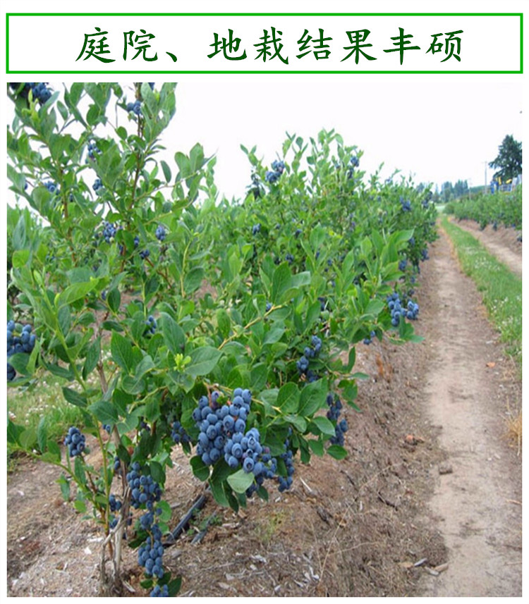 蓝莓苗包成活 蓝莓果树当年结果 南方种植 奥尼尔兔眼 蓝莓树果苗 4年