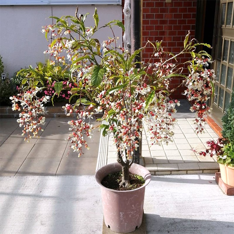 垂丝茉莉盆栽白玉蝴蝶花苗垂茉莉开花清香盆栽阳台花园垂枝茉莉花 垂