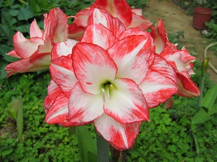 红花孔雀(送多菌灵 12-14cm