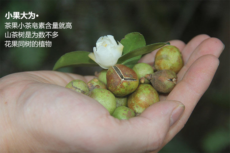 茶籽粉天然茶籽粉茶枯粉茶麸粉洗发洗碗洗头 茶籽粉1斤 咖啡勺过滤袋