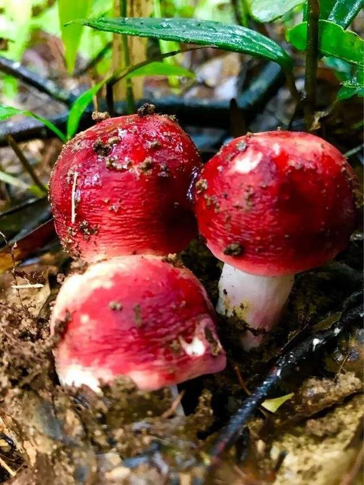 5折精选野生红菇蘑菇月子菇丁新货香菇山货特产非福建武夷山250g