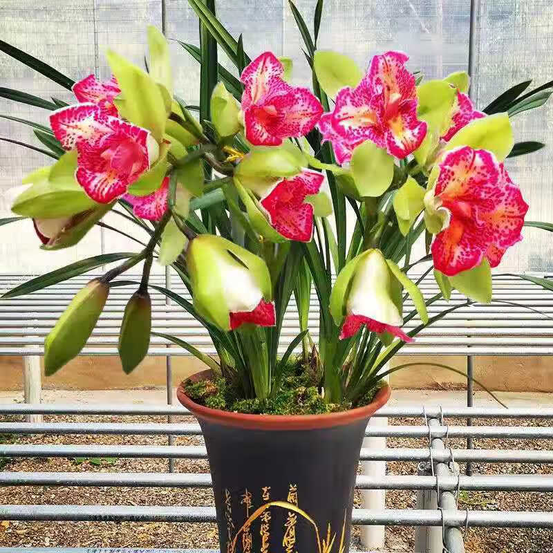 特香兰花倾城之恋四季开花室内绿植盆栽花卉4苗连体不含盆