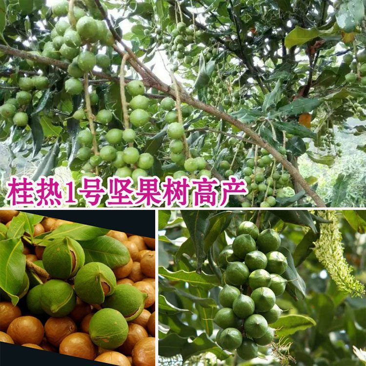 澳洲坚果树苗 坚果苗坚果小苗 夏威夷果树苗南方北方种植当年结果 6年