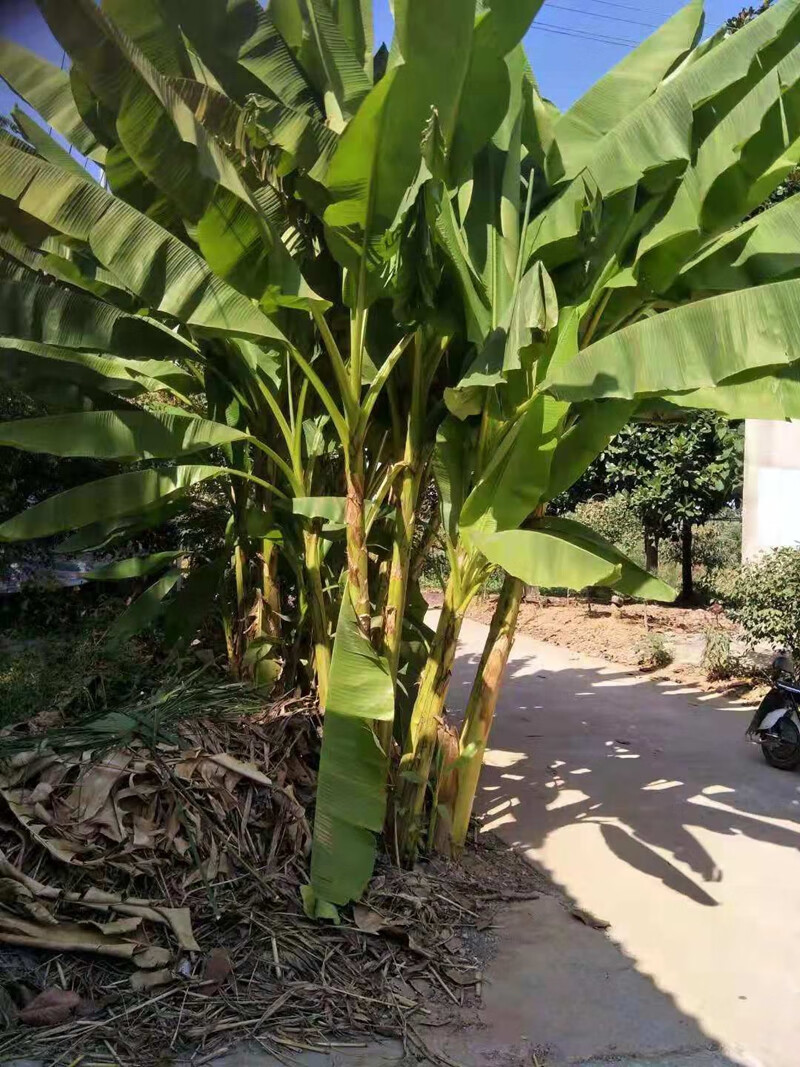 春瑞庭院盆栽植物 芭蕉树苗 大叶芭蕉 球根 观赏性强