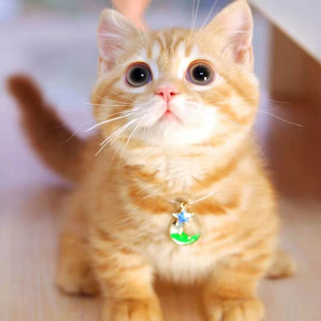 荣郁荣郁猫咪活体中华田园猫橘猫狸花猫狮子猫家猫家猫纯白猫纯黑猫