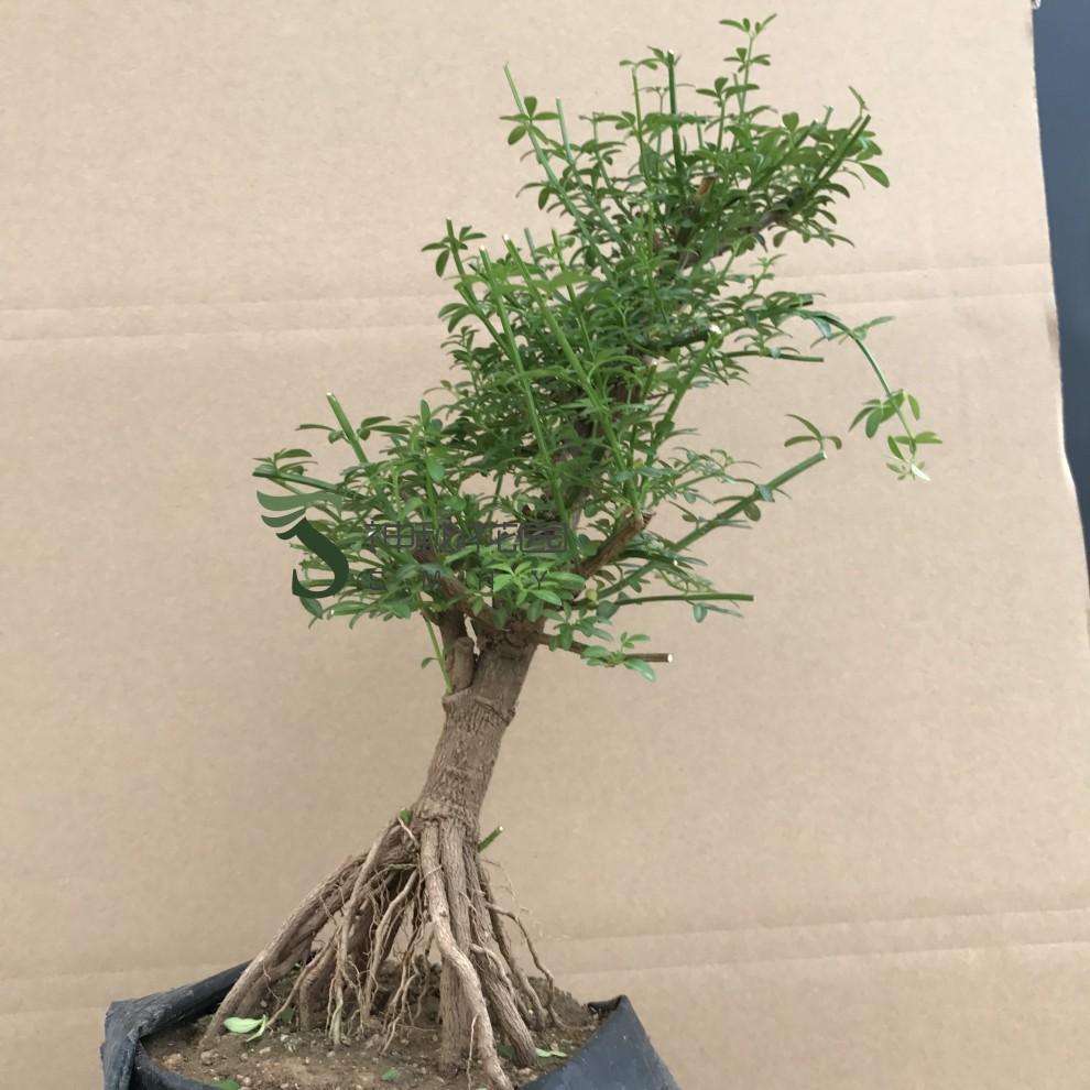 神秘花园 迎春花树桩盆景花卉盆栽室内微型盆景植物迎春花苗庭院攀援
