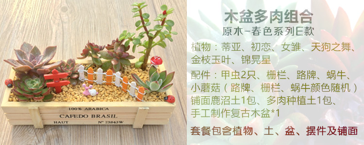 鑫腾多肉植物组合盆栽套餐办公室内绿植diy组合含盆含土原木系列 春色a款含盆 图片价格品牌报价 京东