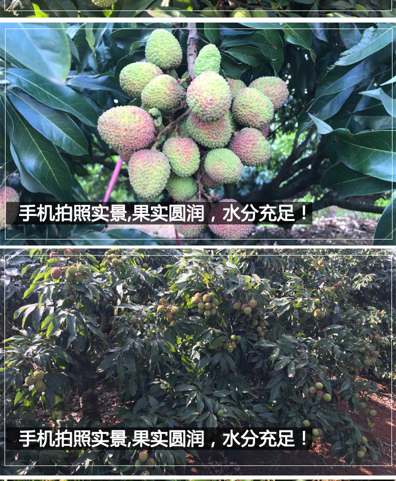 海南三亚当季新鲜水果 妃子笑荔枝 现摘甜果 1.5kg_现价-1元