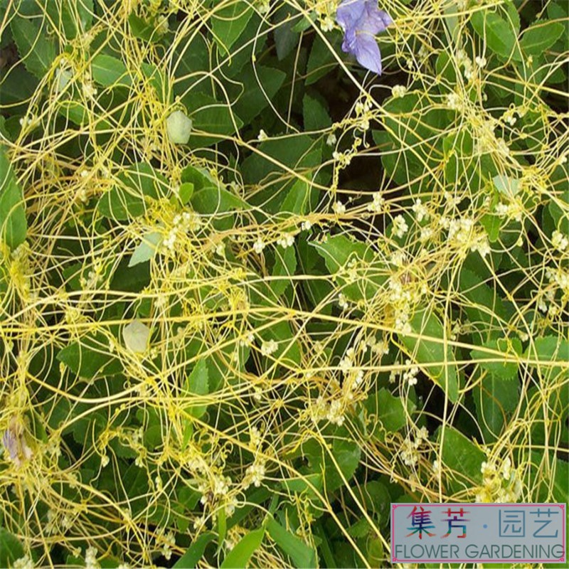 菟丝子种子中药材种子一年生寄生草本 半斤_ 3折现价68元