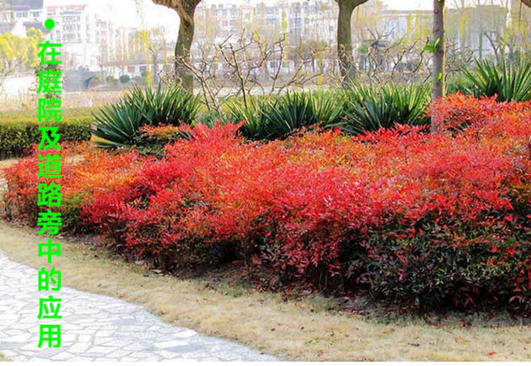 溢睬莲南天竹树苗室内盆景植物观果红叶南天竺庭院绿化红天竹盆栽花