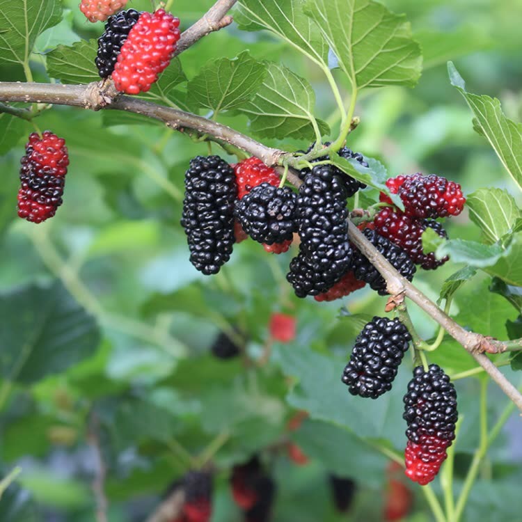 大菜园 新鲜桑葚 1kg 桑葚子 自家果园现摘现发 新鲜水果 _现价89元