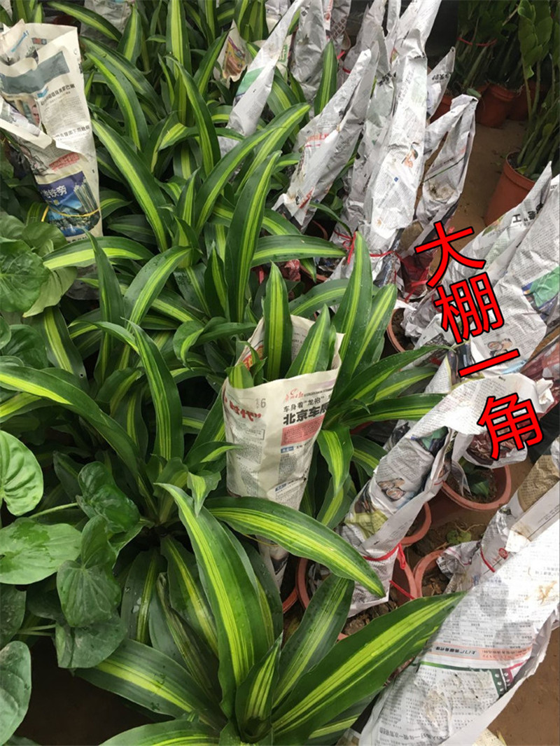 御卉阁金边巴西铁也门铁巴西木室内客厅大型盆景植物落地绿植盆栽花卉