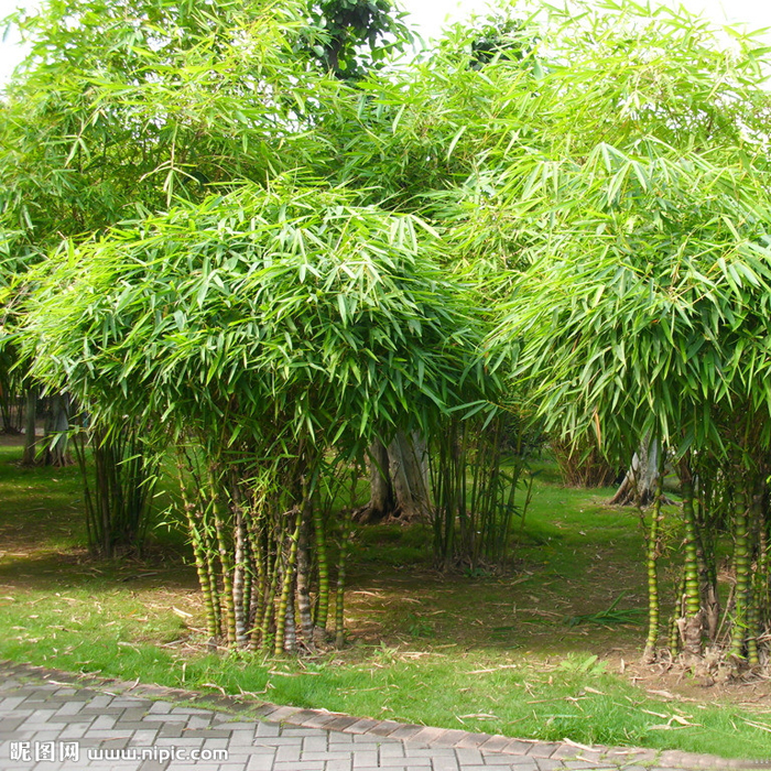 大型室内庭院盆景盆栽观叶植物 佛肚竹罗汉竹青竹紫竹 观赏竹子苗 10