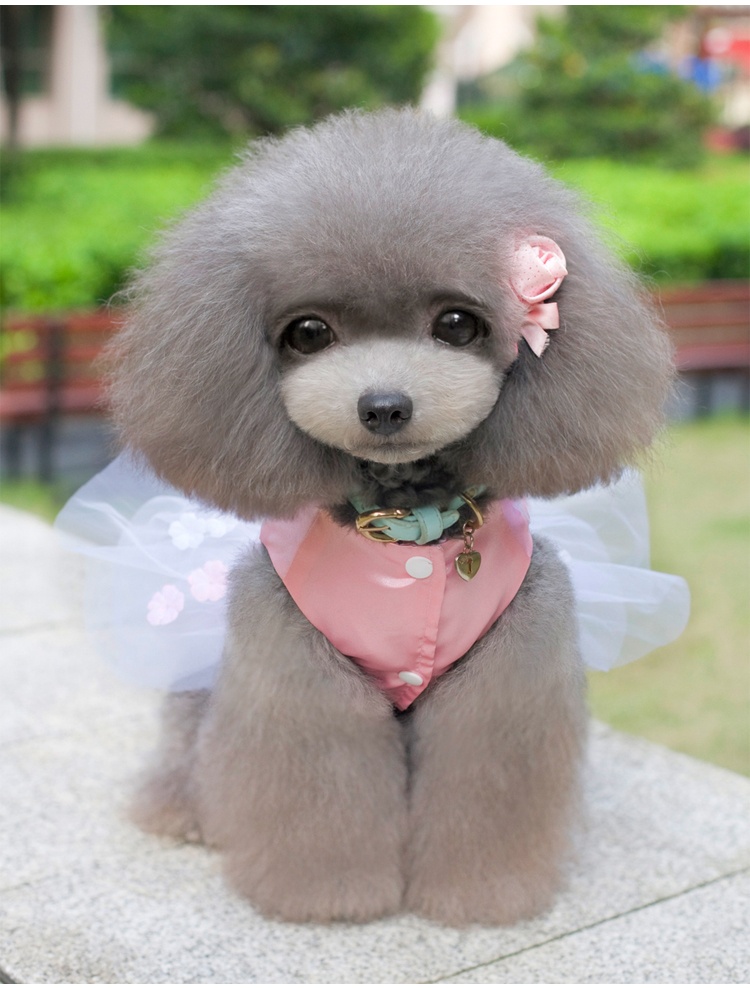 泰迪比熊贵宾大中小型成犬幼犬价格质量 哪个牌子比较