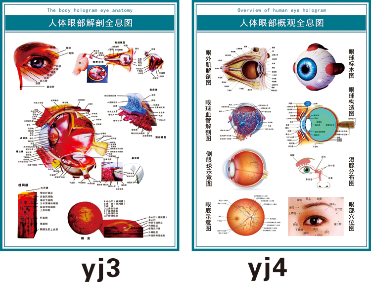 眼球解剖图泪腺分布图眼部肌肉血管结构图全息图医院眼