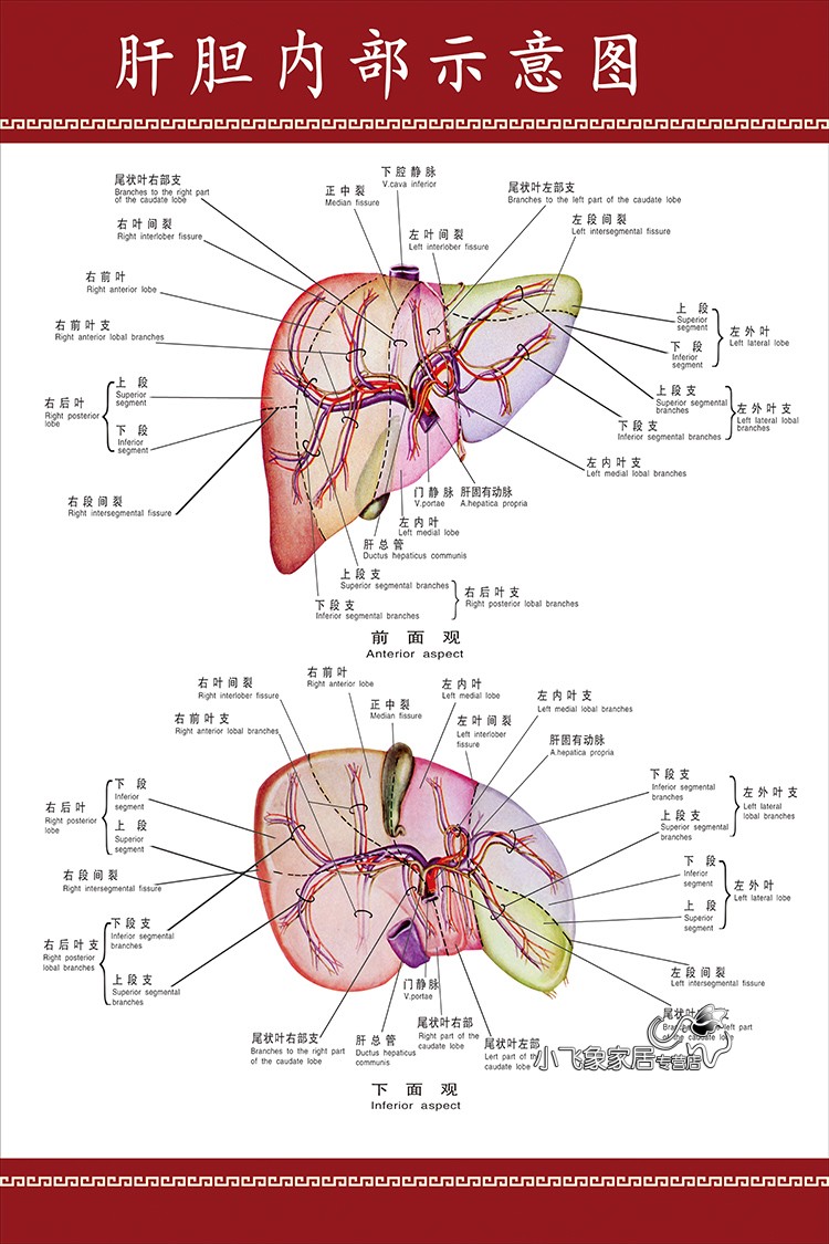 肝脏示意图结构图挂图墙贴人体穴位海报医院宣传挂图肝内脏解剖图 40