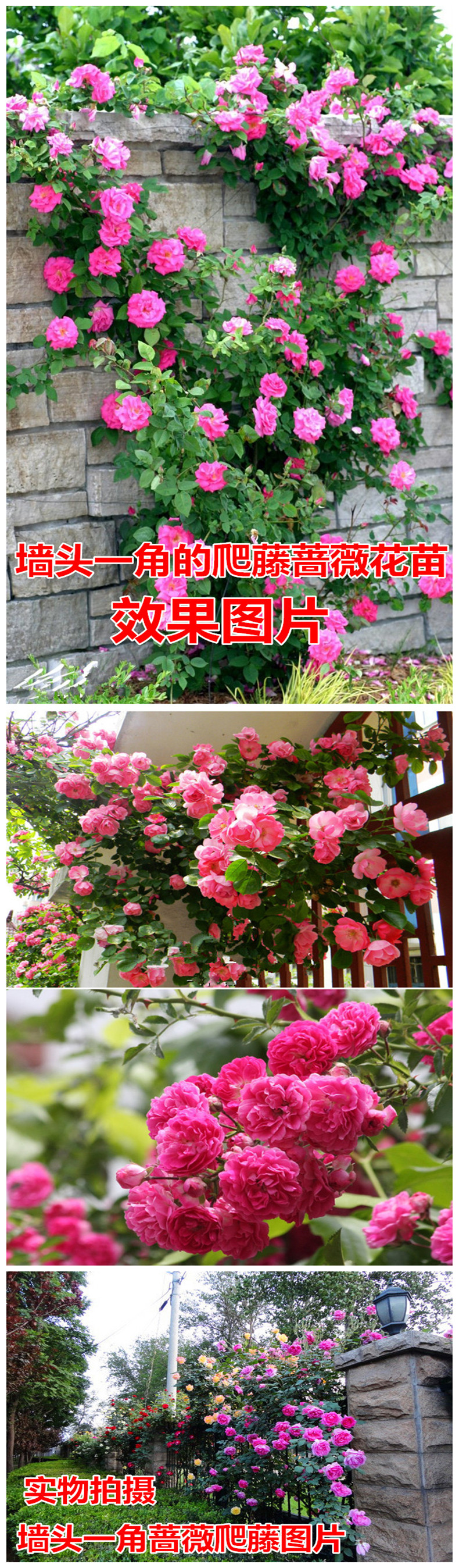 商品选购 溪乡缘  商品名称:买2送1 买5送3多花爬藤蔷薇花苗 花卉盆栽