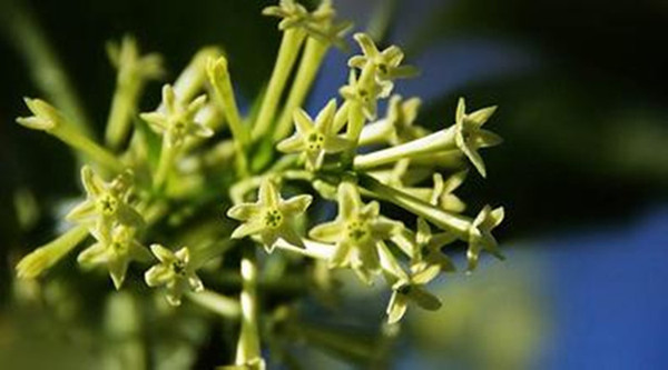 夜来香又名夜香树花树盆栽花卉绿植浓香3年苗