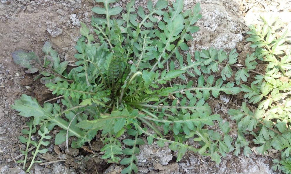 蔬菜种子荠菜种子农家新鲜绿色荠菜种子野菜 50克大叶荠菜