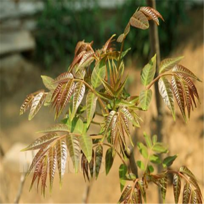 百富美香椿树种子椿芽种子香椿种子椿菜椿芽种子 半斤