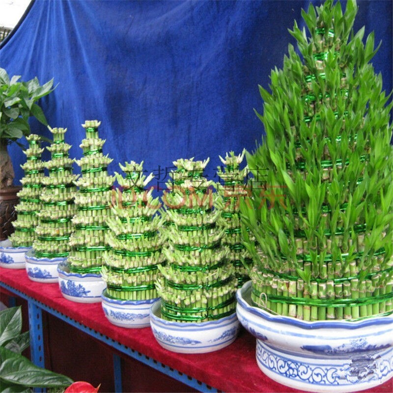 文哲大八层节节高富贵竹竹塔开运竹步步高绿色水培植物盆栽 三层带