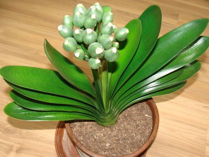 兰花盆栽君子兰盆栽苗花卉绿植盆栽兰花苗盆栽植物室内花卉君子兰