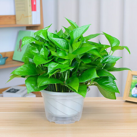 Fresh green plant plants large green floral plant hydroponic indoor balcony purification air red adult green globe + water storage tub Fresh green plant plants large green floral plant hydroponic indoor balcony purification air red adult green globe + water storage tub