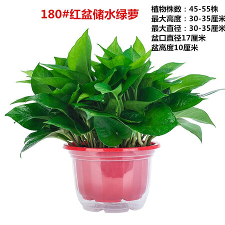 Fresh green plant plants large green floral plant hydroponic indoor balcony purification air red adult green globe + water storage tub Fresh green plant plants large green floral plant hydroponic indoor balcony purification air red adult green globe + water storage tub