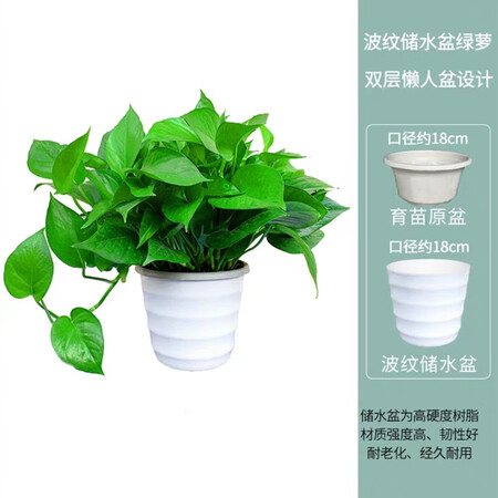 Fresh green plant plants large green floral plant hydroponic indoor balcony purification air red adult green globe + water storage tub Fresh green plant plants large green floral plant hydroponic indoor balcony purification air red adult green globe + water storage tub