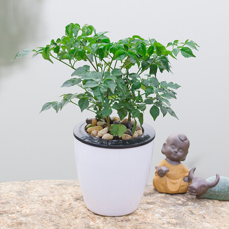 Potted green plants Wealth bamboo green sill Fortune tree gardenia Office plant indoor flower foliage plant small bonsai with flower pot Green sill water storage pot with potted plant Potted green plants Wealth bamboo green sill Fortune tree gardenia Office plant indoor flower foliage plant small bonsai with flower pot Green sill water storage pot with potted plant