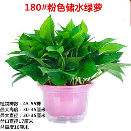 Fresh green plant plants large green floral plant hydroponic indoor balcony purification air red adult green globe + water storage tub Fresh green plant plants large green floral plant hydroponic indoor balcony purification air red adult green globe + water storage tub