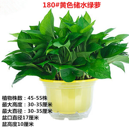 Fresh green plant plants large green floral plant hydroponic indoor balcony purification air red adult green globe + water storage tub Fresh green plant plants large green floral plant hydroponic indoor balcony purification air red adult green globe + water storage tub